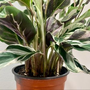 Other - Calathea White Fusion Other - Calathea White Fusion